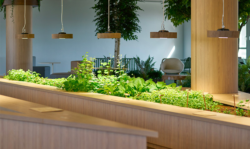 Le potager d'intérieur s'inscrit dans un design biophilique et offre de beaux légumes et plantes aromatiques aux collaborateurs