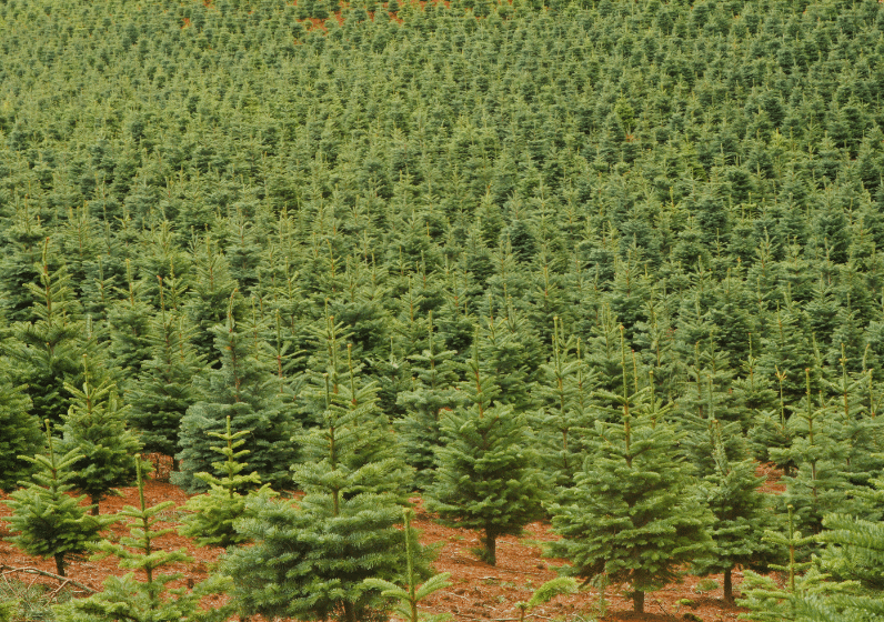 Sapins Foret