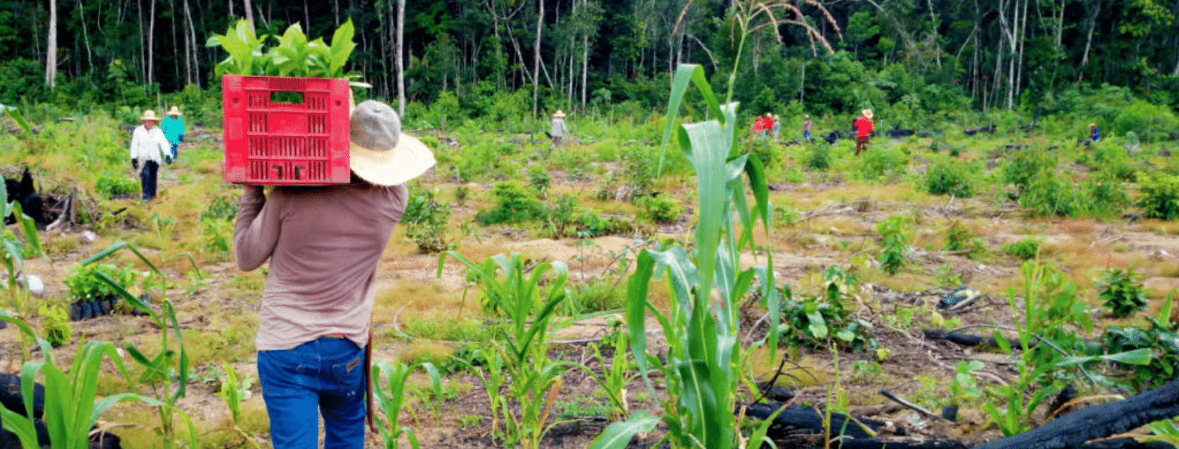 reforestation