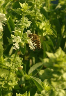 Une abeille au potager