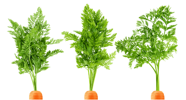 Carottes