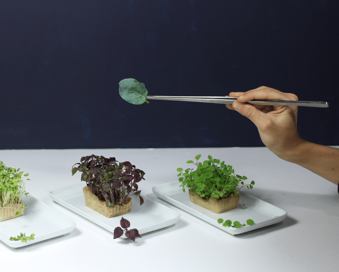 Degustation Insolite