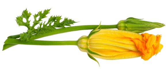 Fleur Courgette