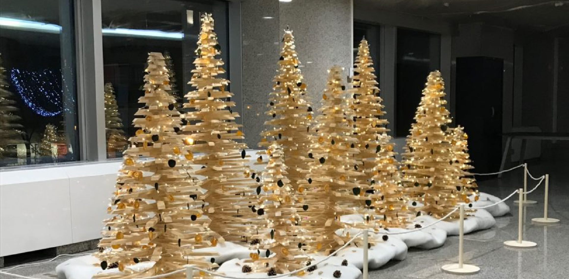 Foret sapin bois