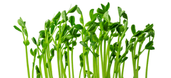 Germes de pois