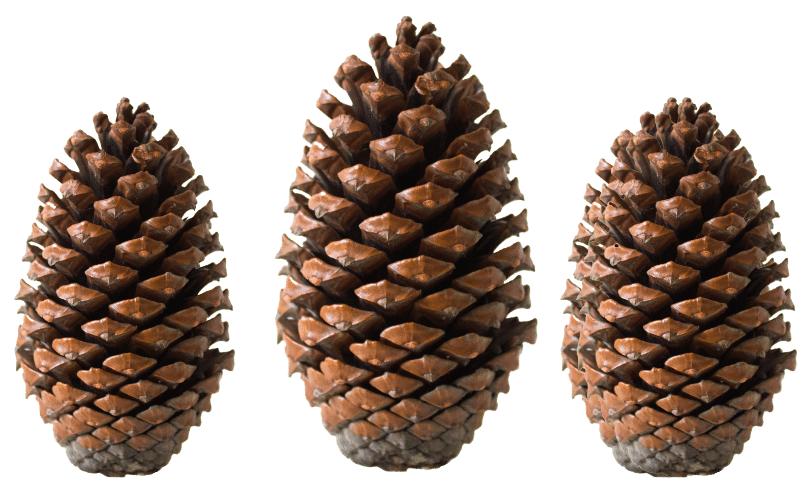 Pommes de pins