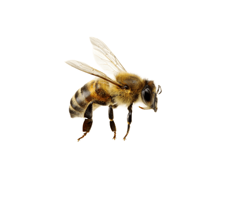 abeille
