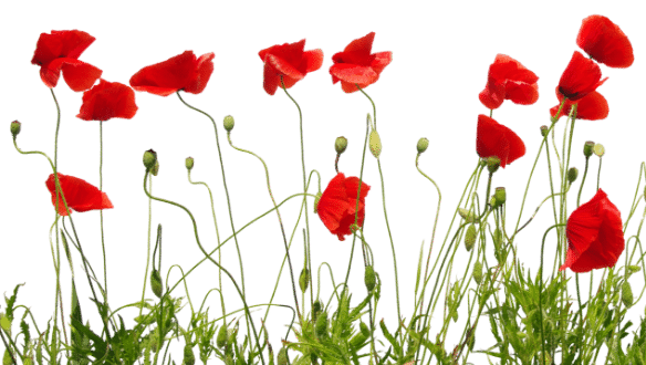 coquelicots