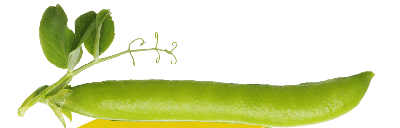 cosse petit pois isole e1714991488647