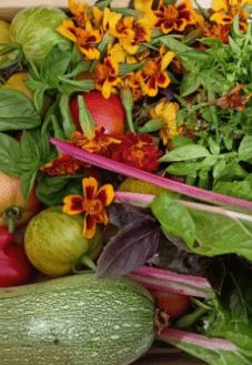 Fleurs, courges et tomates du potager