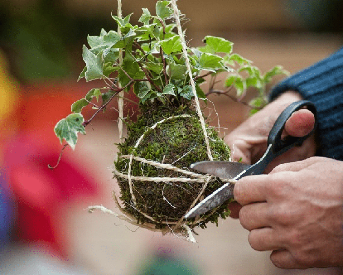 kokedama