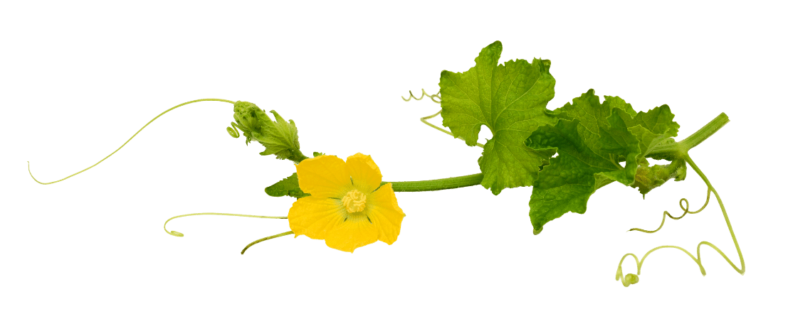 melon fleur