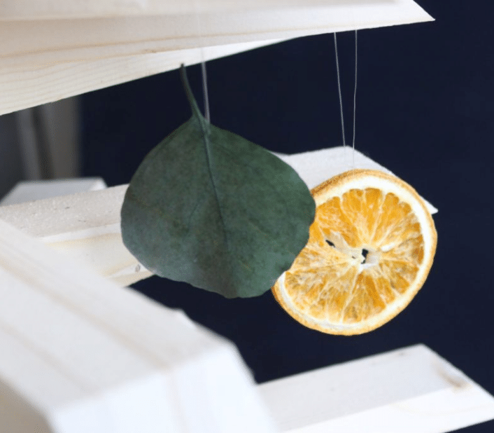 orange eucalyptus