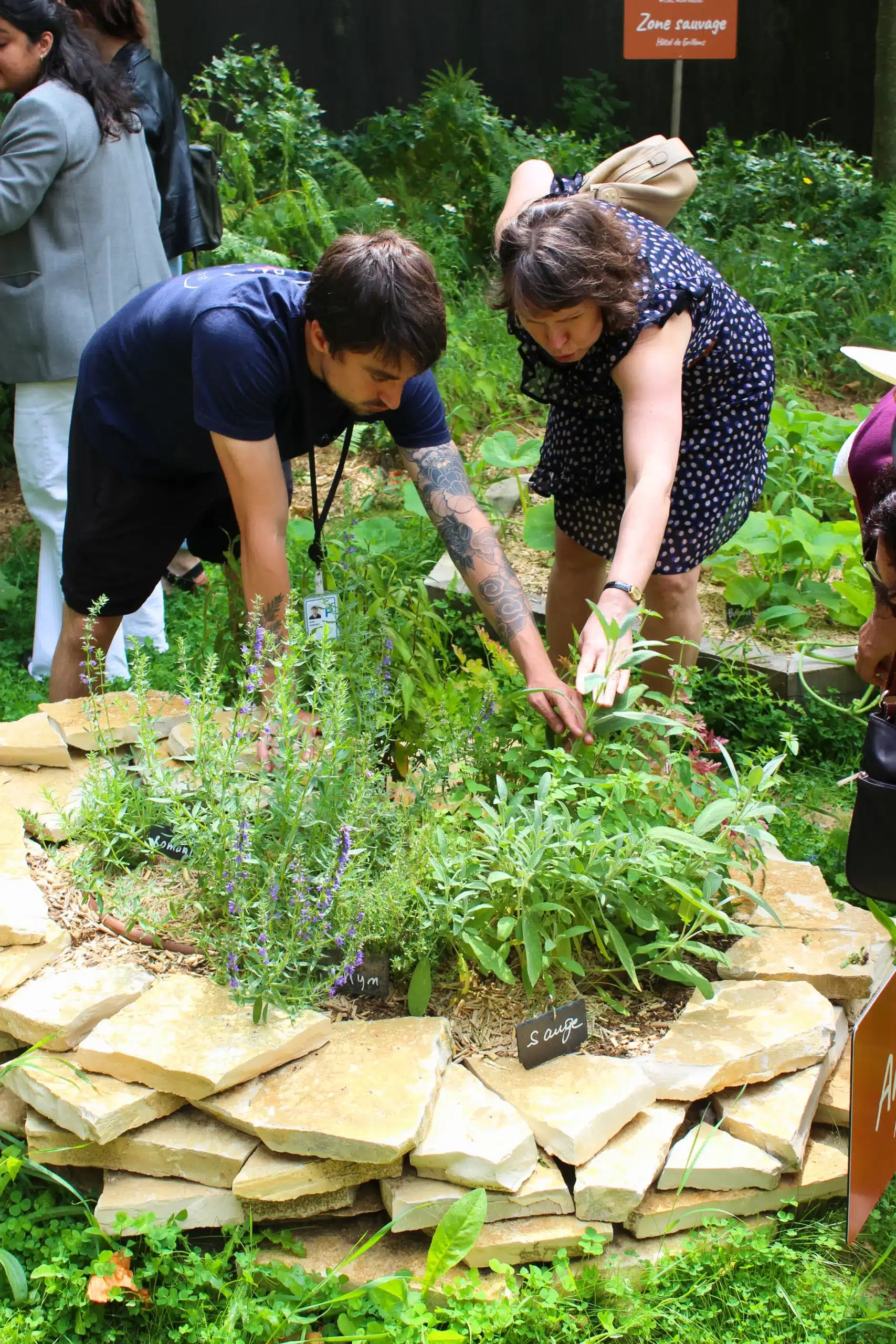 L'animateur-jardinier explique comment cueillir correctement la sauge.