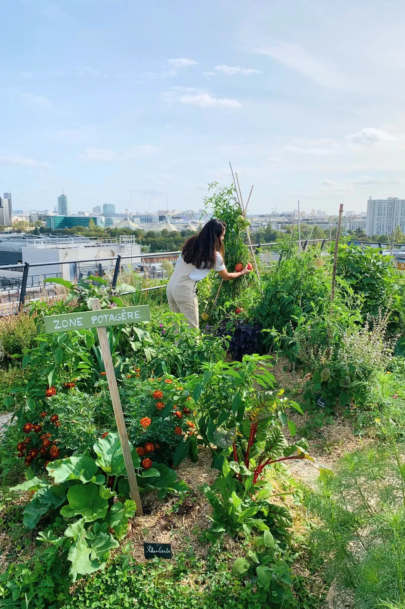 Entretien du potager en toiture végétalisée de Canal+