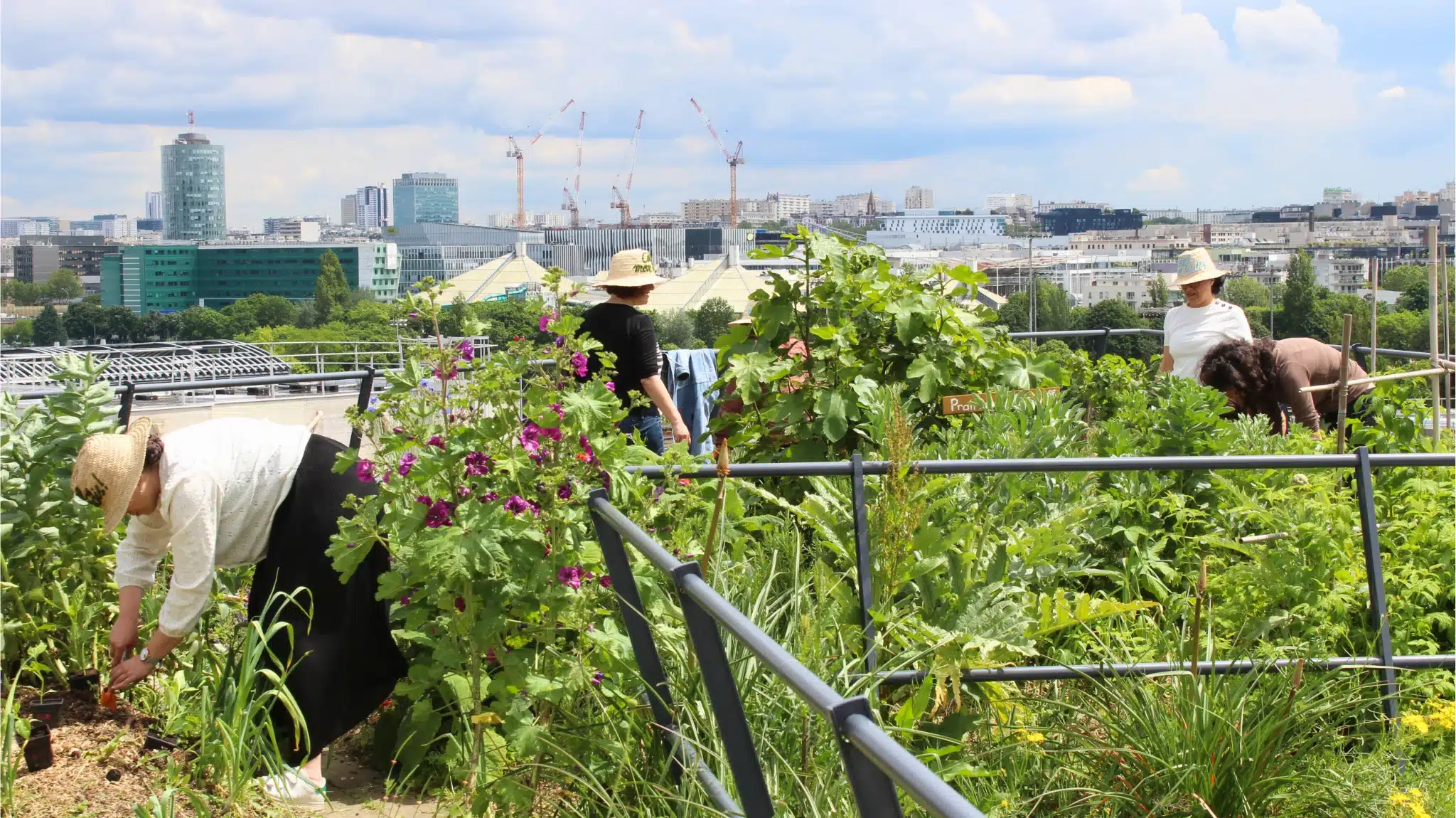 Collaborateurs au potager de Canal+ sur le toit du siège social