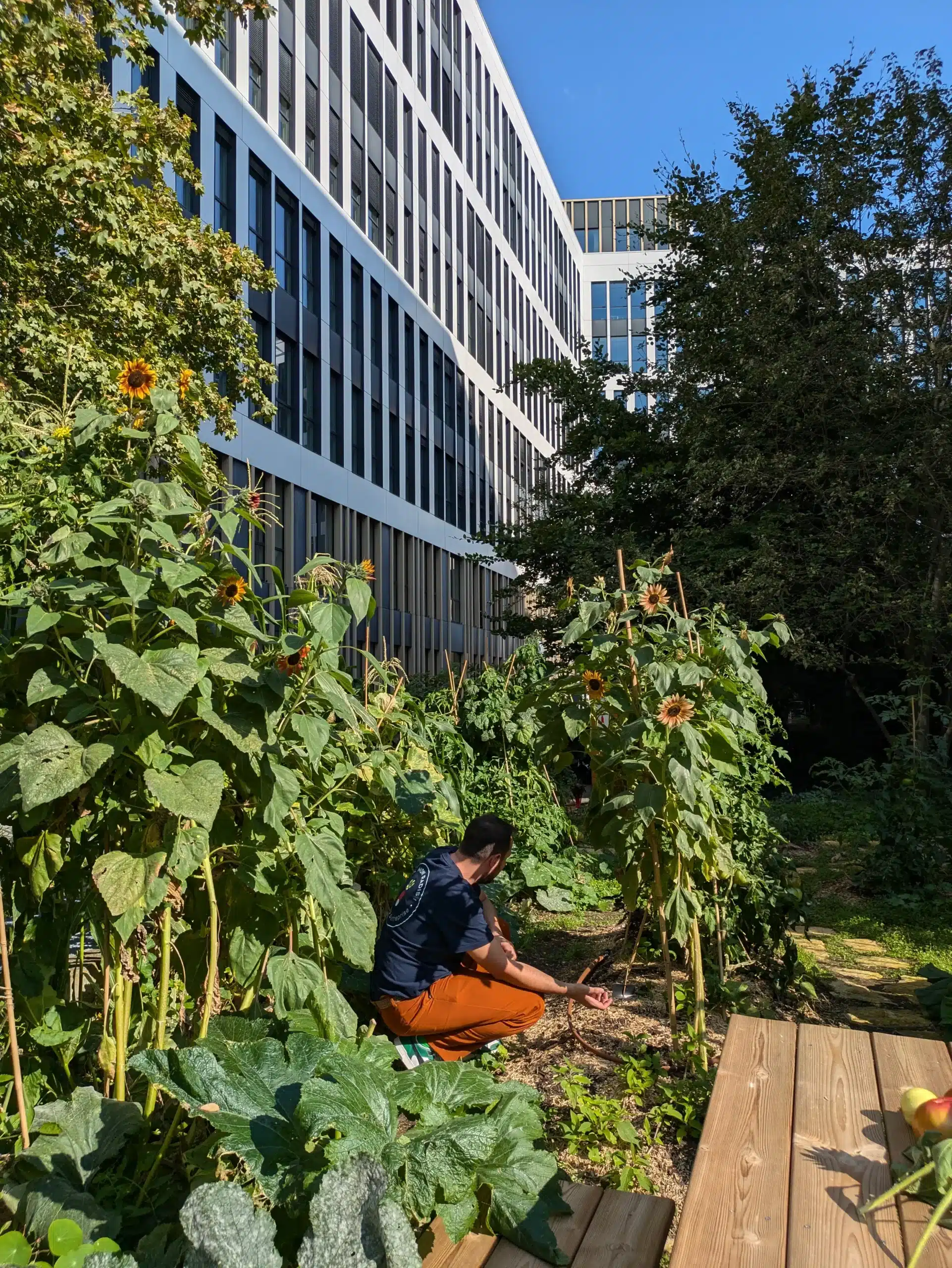 collaborateur au potager de l'immeuble Citizen (Bois-Colombes)